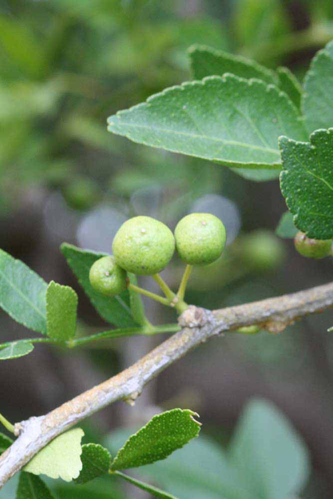              Immature fruit (Riverside, CA)       